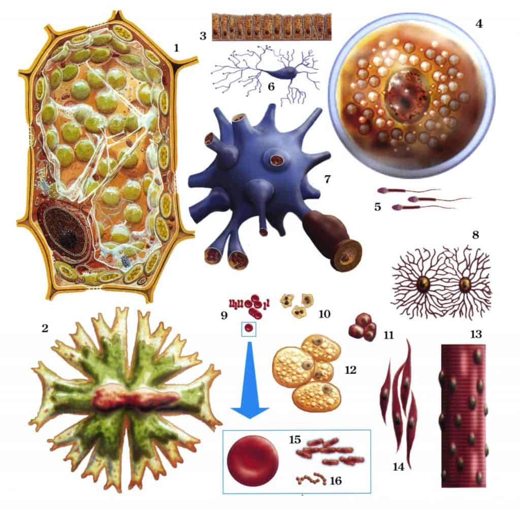Perbandingan ukuran secara relatif berbagai jenis sel