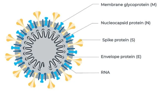 Struktur virus SARS-CoV-2