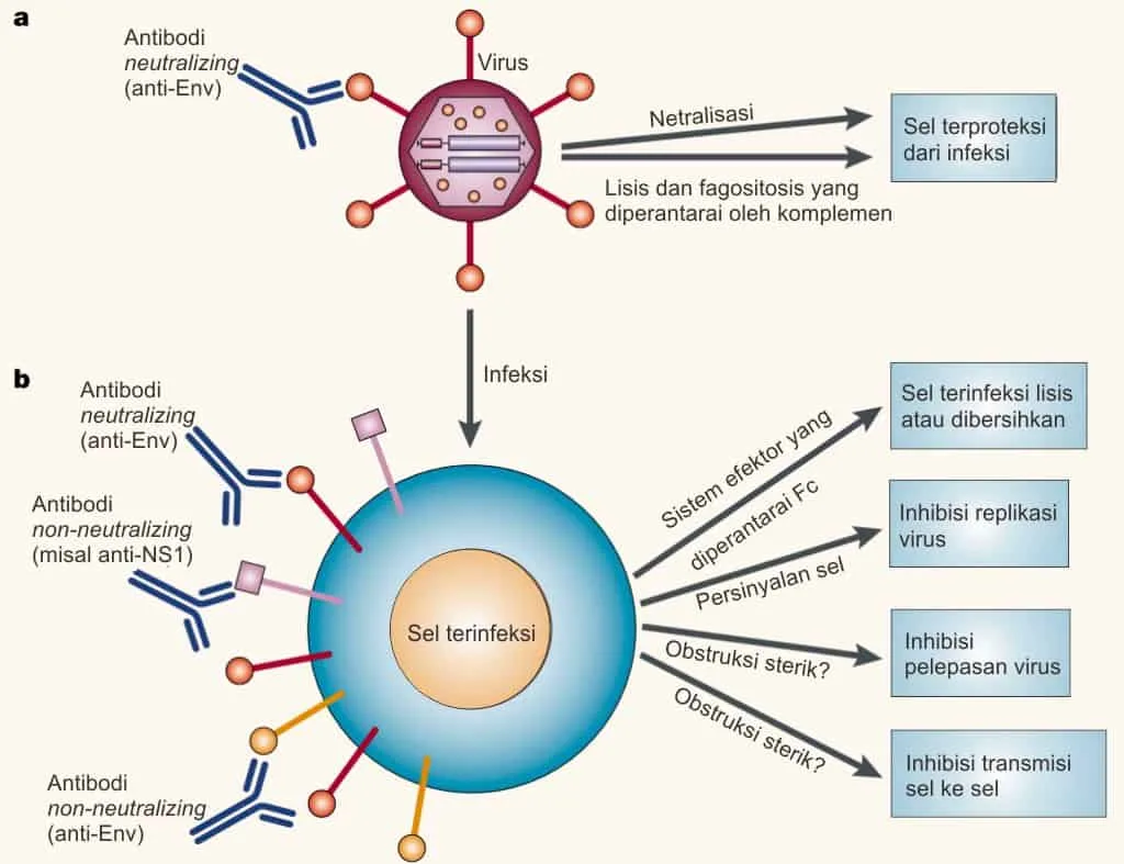 Aktivitas antiviral dari antibodi