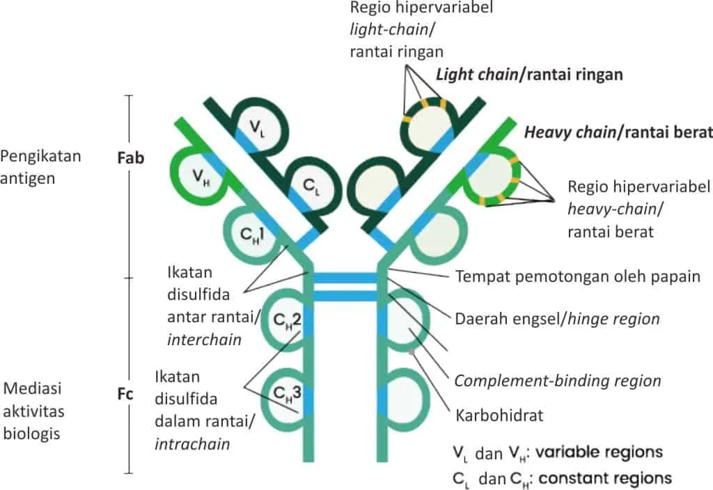 Bagan struktur antibodi