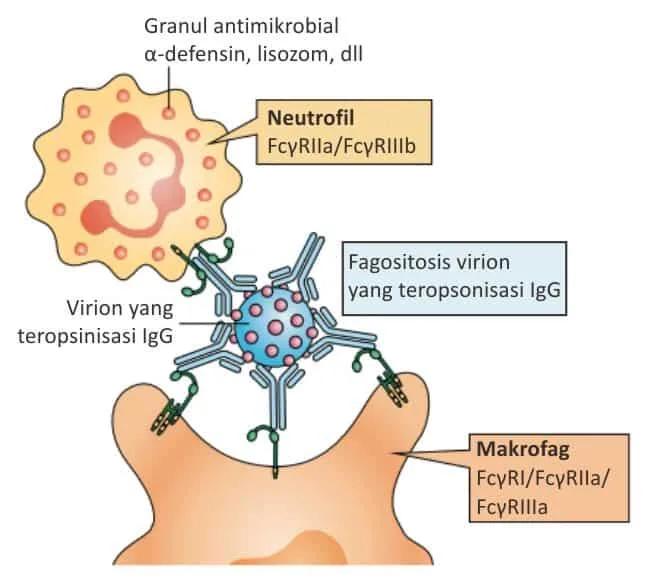 Fagositosis virion yang teropsonisasi IgG