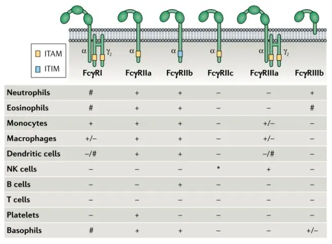 Keluarga FcγR dan pola ekspresinya di berbagai sel
