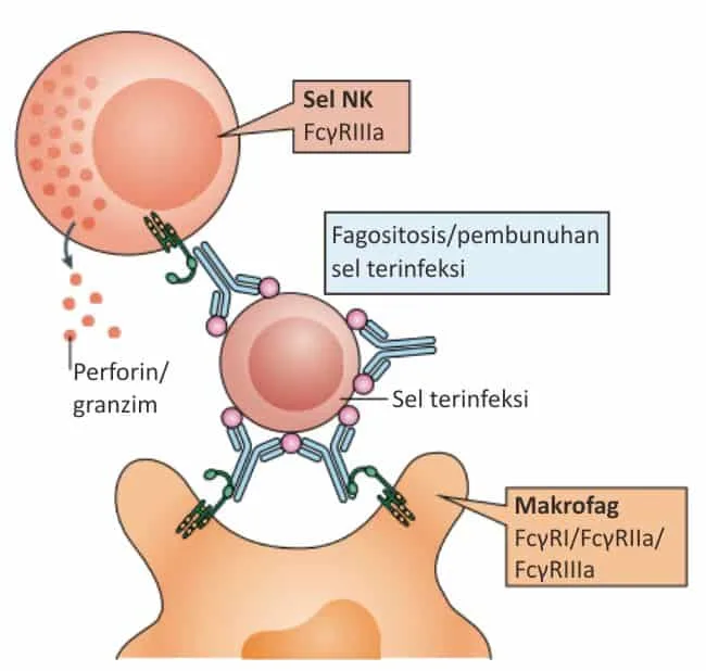 Pembunuhan sel yang terinfeksi virus
