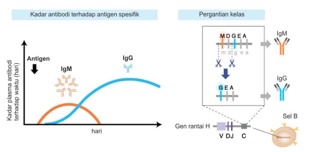 Pergantian kelas antibodi