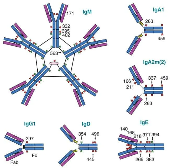 Diagram representasi pola gikosilasi pada berbagai kelas antibodi