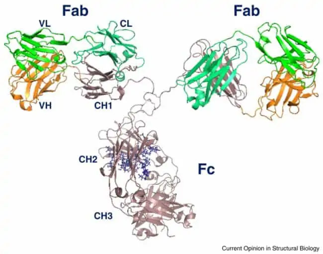 Struktur molekul antobodi IgG1 manusia
