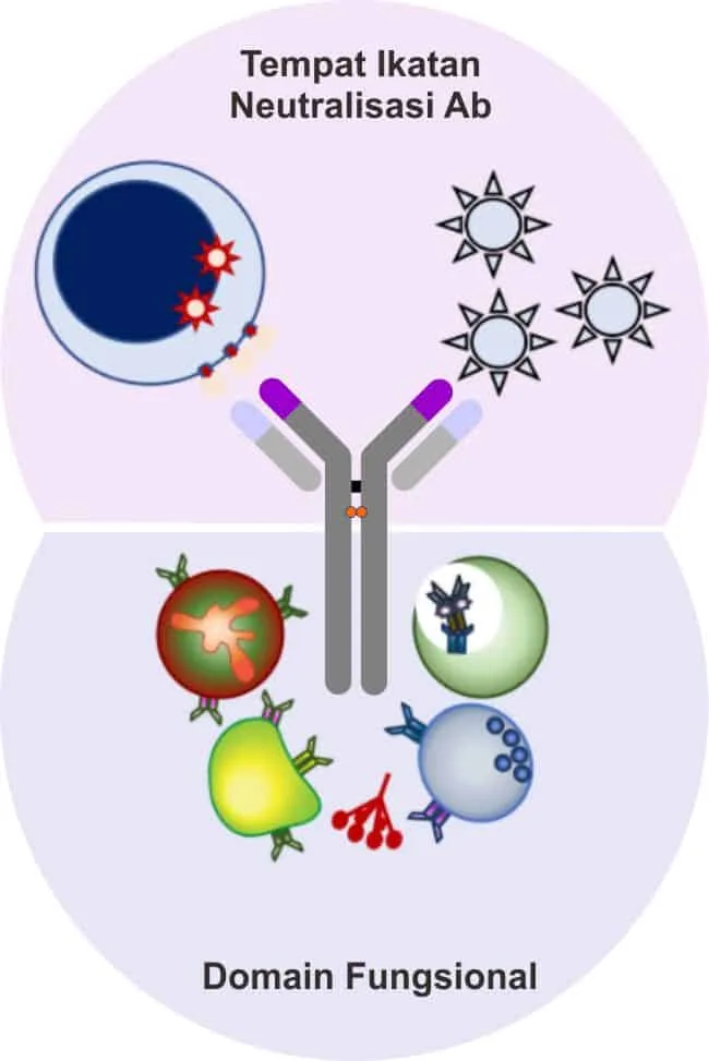 Gambar skematis bagian fungsional dari antibodi