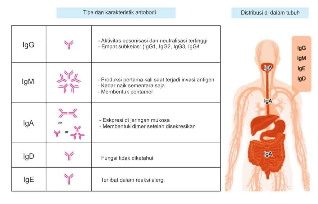 Tipe dan karakteristik antibodi manusia