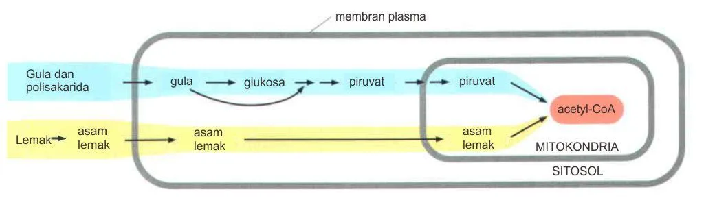 Jalur metabolisme produksi acetyl-CoA