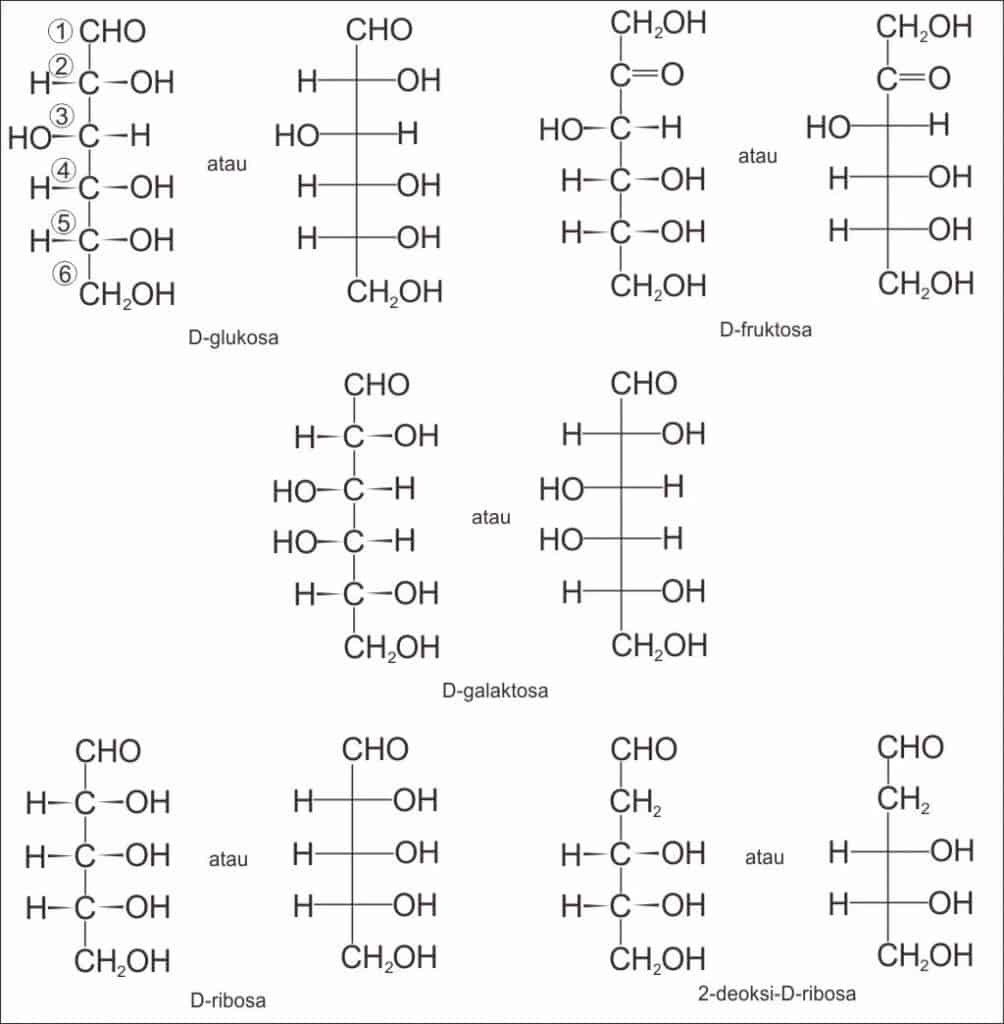 Gambar 1. Beberapa monosakarida penting