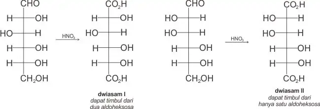 Dwiasam I dapat berasal dari dua aldoheksosa ((+)-gulosa dan (+)-glukosa) sedangkan dwiasam II hanya mungkin berasa dari satu aldoheksosa