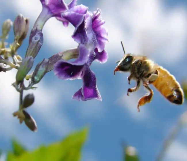 Serangga seperti lebah memiliki kerangka luar atau eksoskeleton yang tersusun atas kirin (chitin)