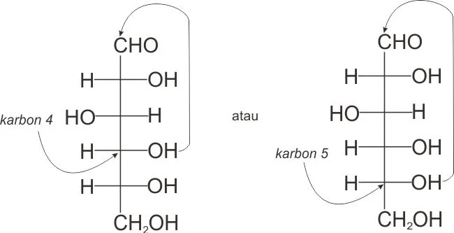Pembentukan hemiasetal intramolekul glukosa pada karbon 4 atau karbon 5