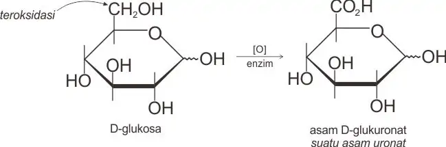 Reaksi pembentukan asam uronat