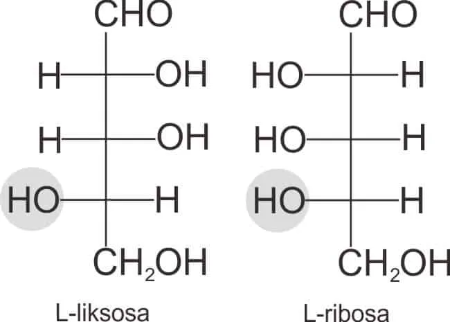 Gambar 6. Struktur L-liksosa dan L-ribosa