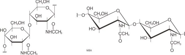 Struktur molekul kitin (chitin)