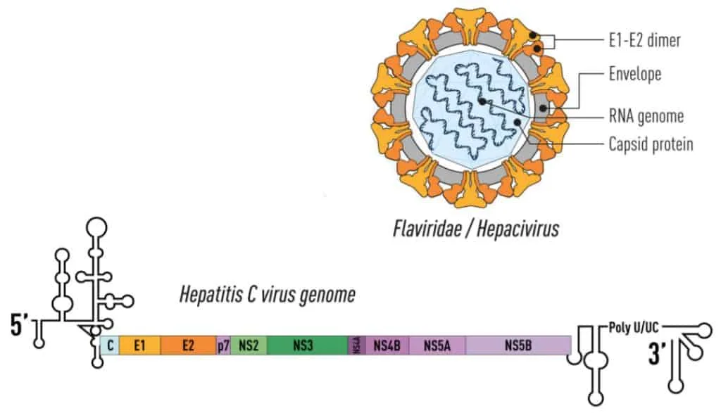Struktur dan genom dari virus hepatitis C (HCV)