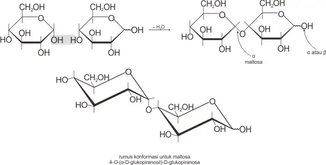 Struktur dan reaksi pembentukan α-maltosa